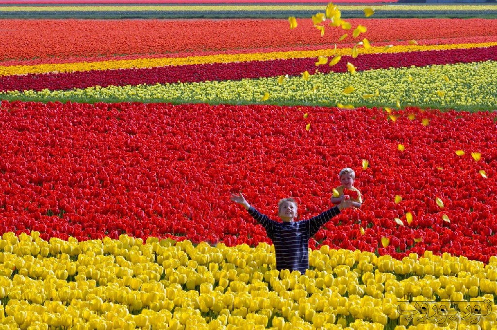 میدان‌های گل‌های رنگین هلند